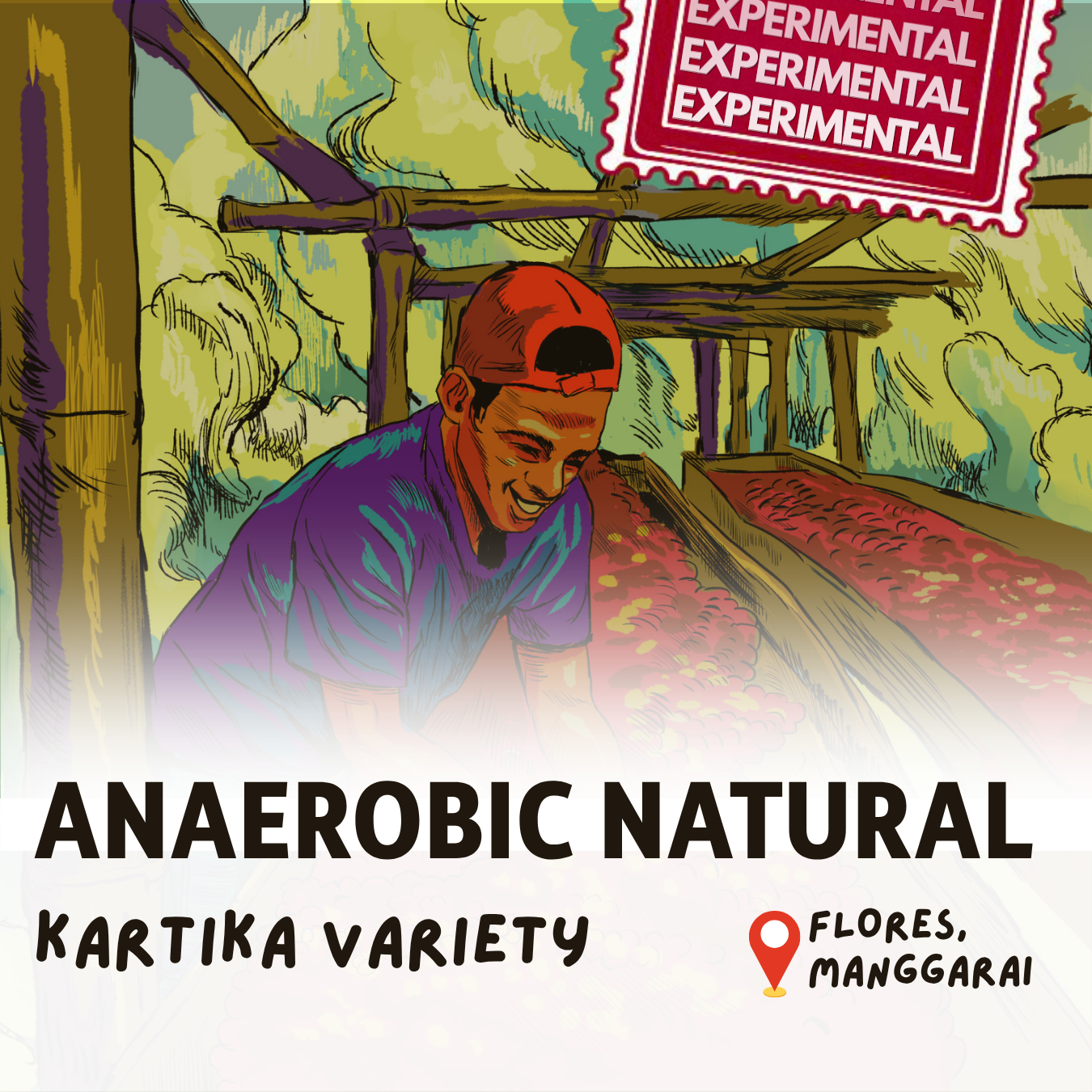 Green Bean Arabica Anaerobic Natural Experimental Lot Flores Manggarai -  1kg