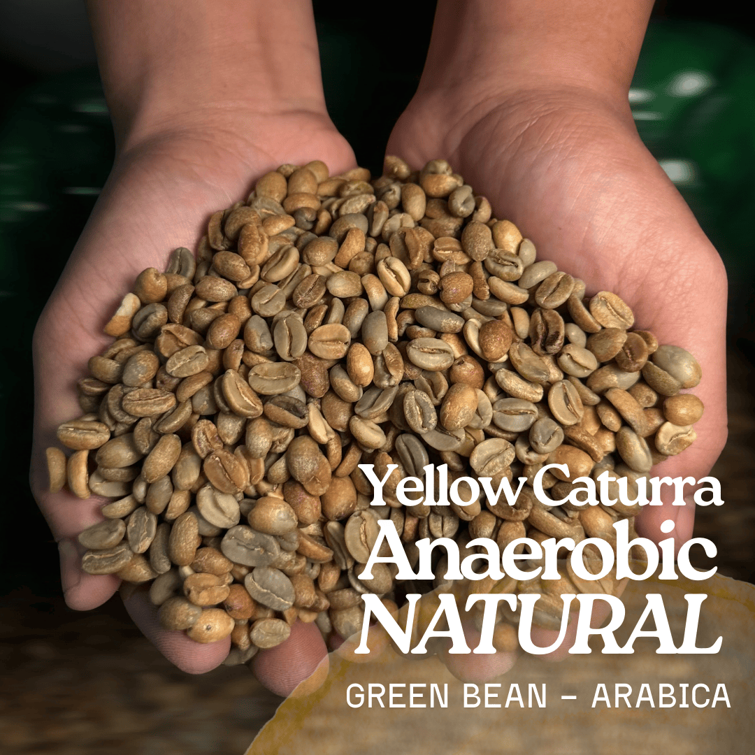 Green Bean Arabica Yellow Caturra Flores Manggarai - 1kg