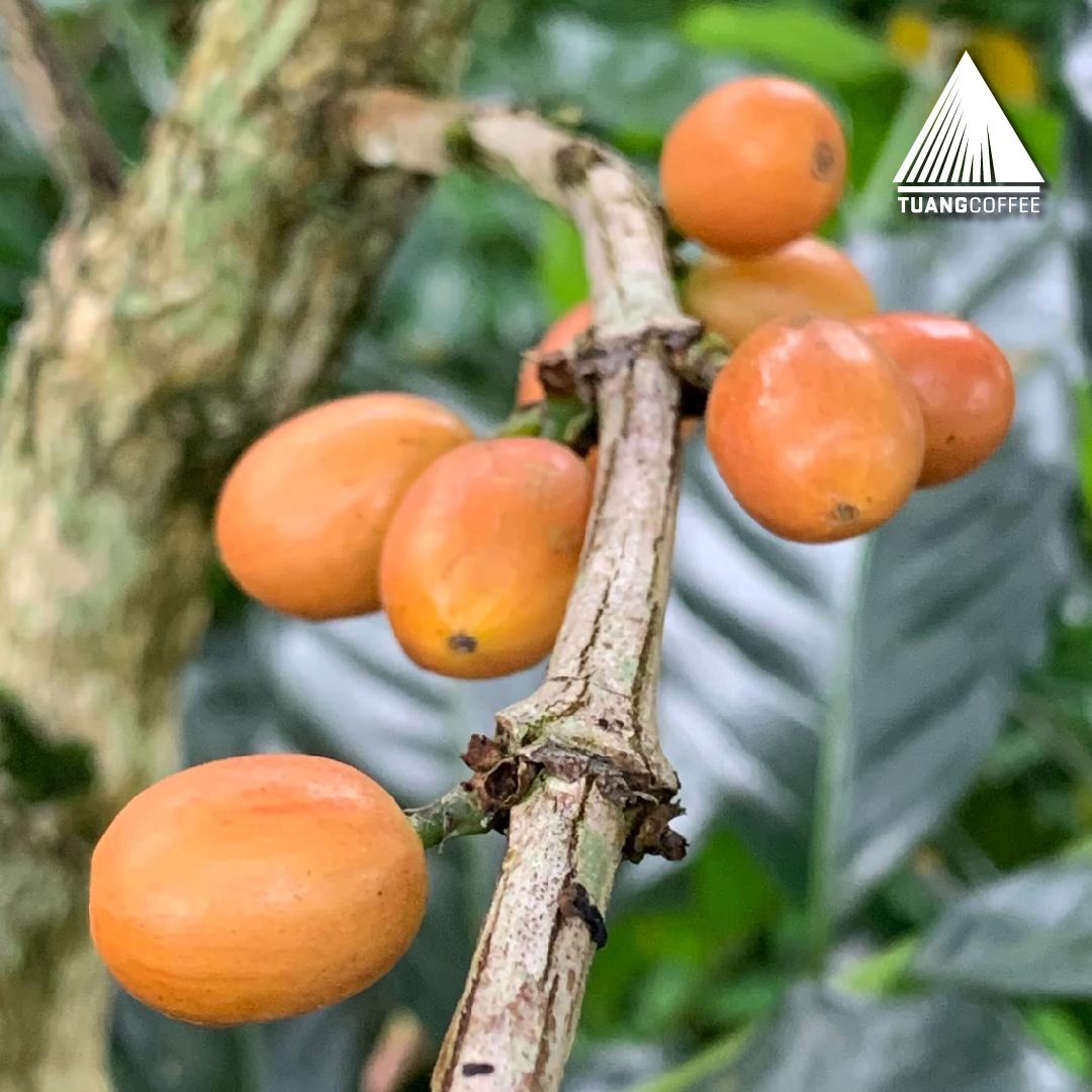 Green Bean Arabica Yellow Caturra Flores Manggarai - 1kg