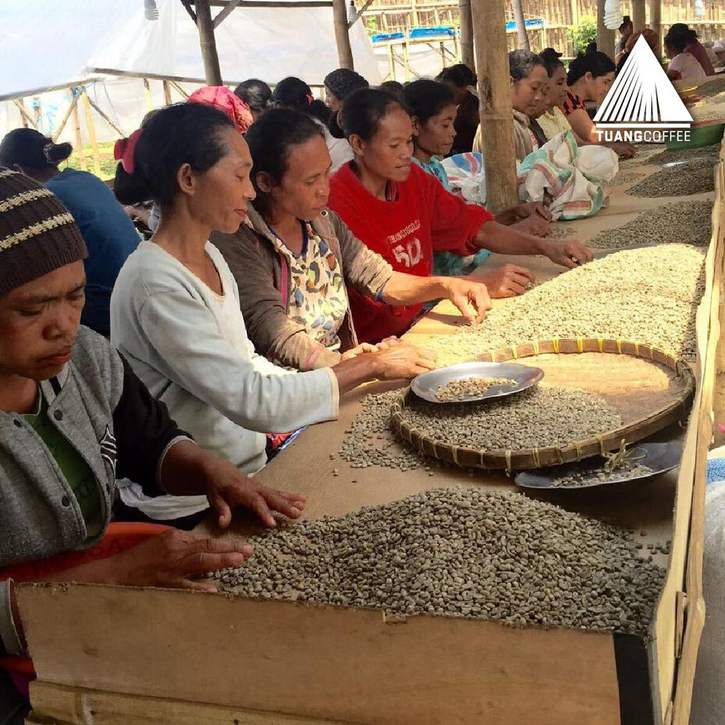 Green Bean Arabica Washed Grade 2 Flores Manggarai  - 1kg