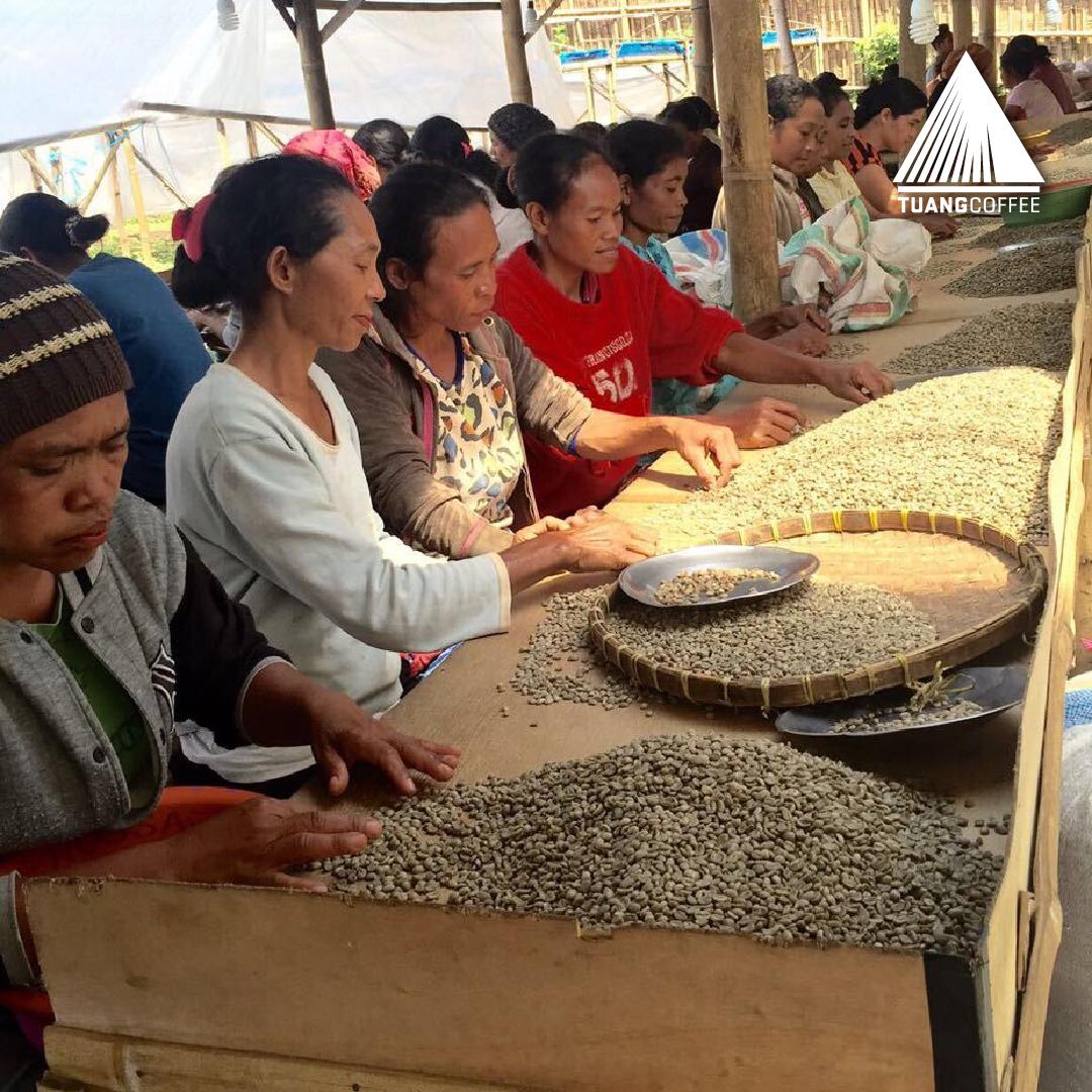 Green Bean Arabica Washed Grade 2 Flores Manggarai  - 1kg