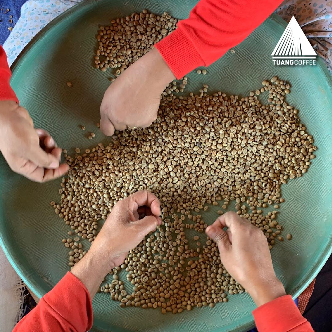 Green Bean Robusta Natural Grade 1 Flores Manggarai  - 1kg